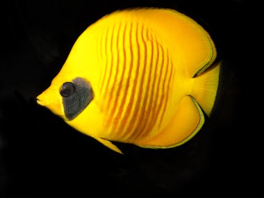 maskeli butterflyfish
