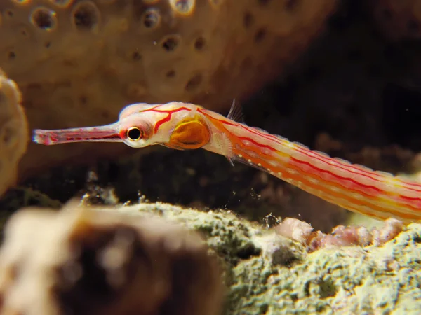Kızıldeniz pipefish — Stok fotoğraf