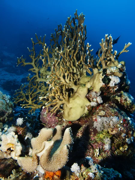 Coral de fogo — Fotografia de Stock