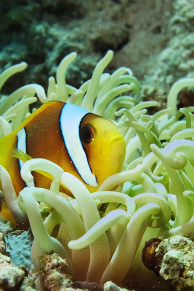 Rudé moře anemonefish — Stock fotografie