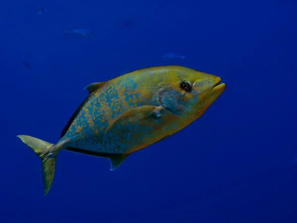 Yellowspotted trevally — Stock Photo, Image