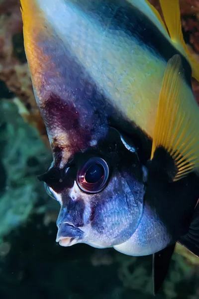 Rode Zee bannerfish — Stockfoto