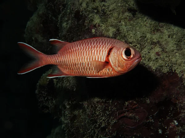 Squirrelfish. — Stock Photo, Image