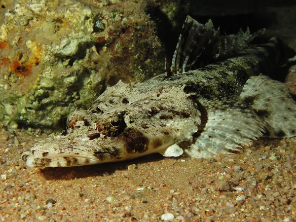 Indický oceán crocodilefish — Stock fotografie