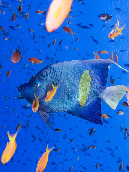 yellowbar melek balığı