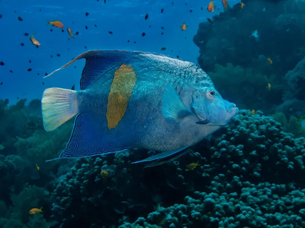 Yellowbar Angelfish — Φωτογραφία Αρχείου