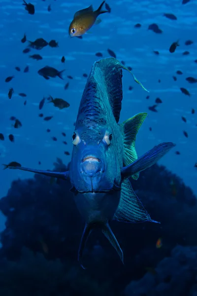 Yellowbar Angelfish — Stock Photo, Image