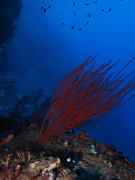 Cúmulo rojo látigo coral — Foto de Stock