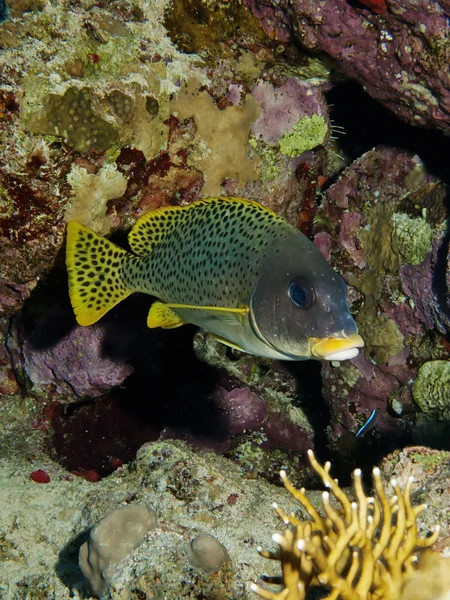 Blackspotted sweetlips — Zdjęcie stockowe