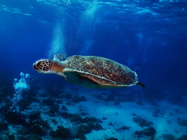 Groene zeeschildpad — Stockfoto