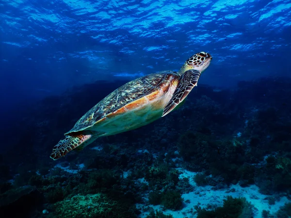 Tartaruga marina verde — Foto Stock