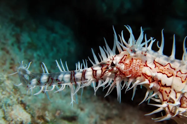 Süslü hayalet pipefish — Stok fotoğraf