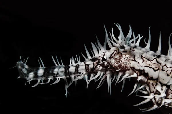 Στολισμένος φάντασμα pipefish — Φωτογραφία Αρχείου