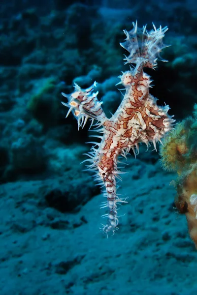 Στολισμένος φάντασμα pipefish — Φωτογραφία Αρχείου