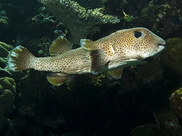 Porcupinefish — 图库照片