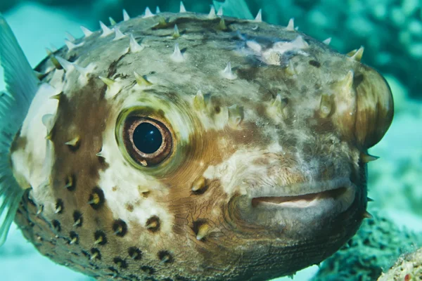 Gele gevlekte burrfish — Stockfoto