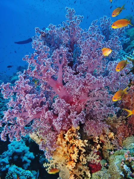 Мягкие кораллы Лицензионные Стоковые Изображения