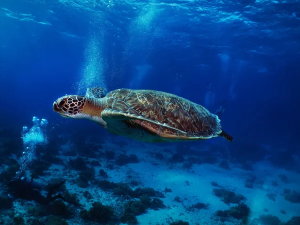 Πράσινη θαλάσσια χελώνα Εικόνα Αρχείου