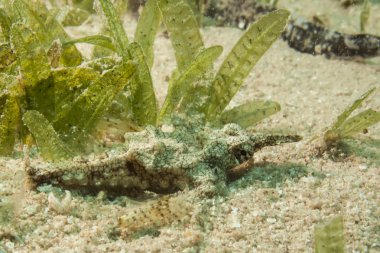 Dragon sea moth clipart