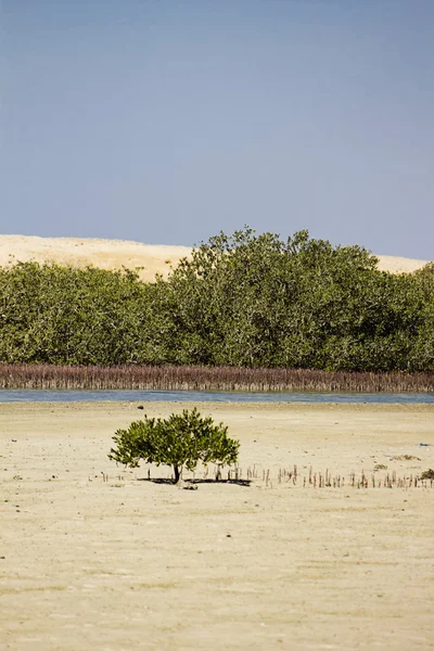 Mangrovové zátoky v národním parku ras mohamed, egypt. — Stock fotografie