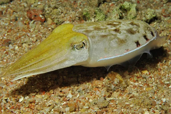 Tintenfisch mit Kapuze — Stockfoto