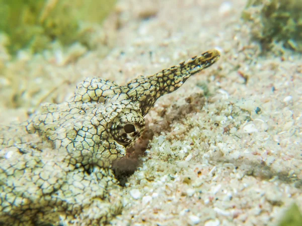 Polilla del mar del dragón — Foto de Stock