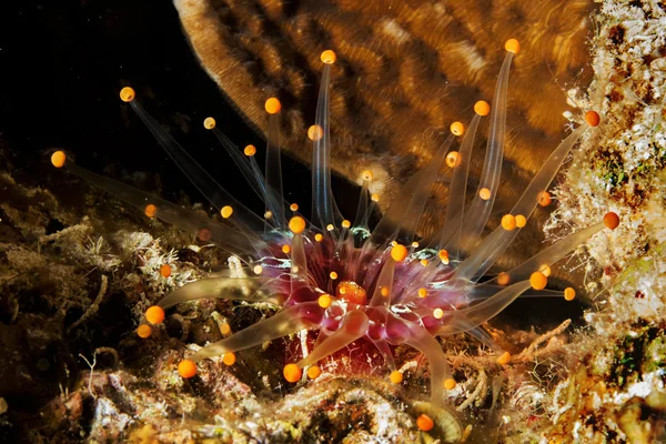 Tüp anemon — Stok fotoğraf
