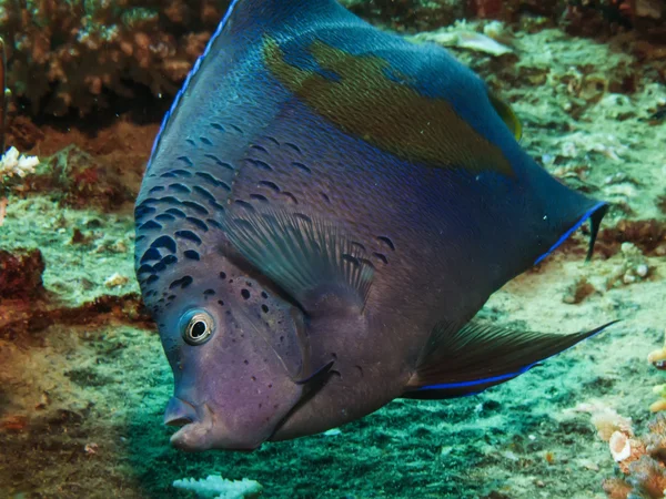 Yellowbar skaláry (pomacanthus maculosus) — Stock fotografie