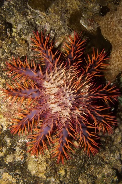 Corona de espinas estrella de mar —  Fotos de Stock