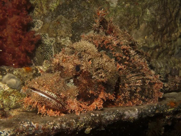 Scorpionfish à petite échelle (Scorpaenopsis oxycephala) ) — Photo