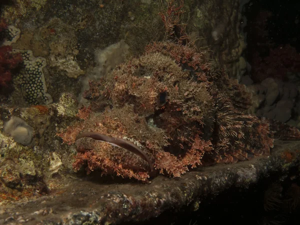 Scorpionfish à petite échelle (Scorpaenopsis oxycephala) ) — Photo