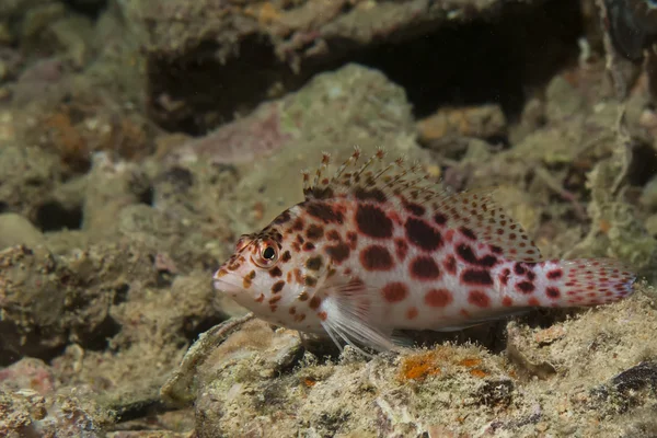 Пикси ястребиная (cirrhitichthys oxyhalus) ) — стоковое фото