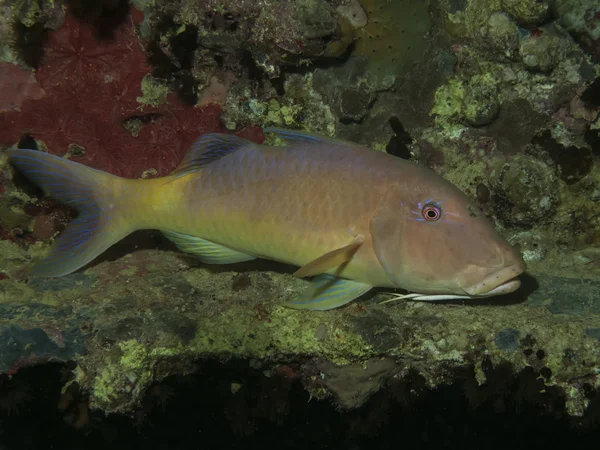 Yellowsaddle goatfish — Stok fotoğraf