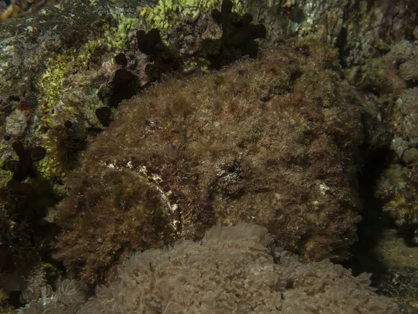 Pesce pietra (Synanceia verrucosa ) — Foto Stock