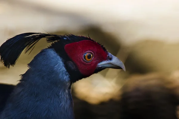 Faisán siamés (Lophura diardi ) — Foto de Stock