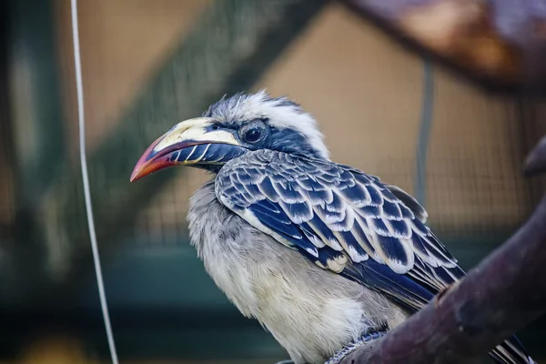 Hornbill gris africano (Tockus, nasutus ) —  Fotos de Stock