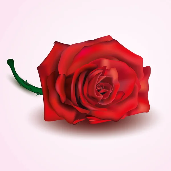 Rosa roja aislada sobre fondo blanco y rosa — Vector de stock