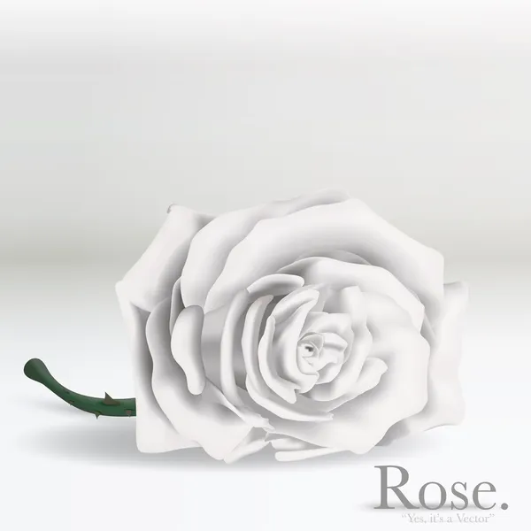Branco Vector Rose flor no fundo — Vetor de Stock