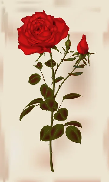 Vector illustration of a red rose Stock Illustration