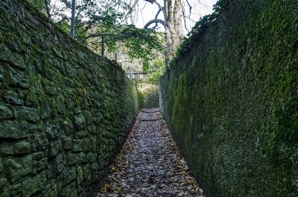 Antiguo Camino Hacia Las Colinas Cerca Heidelberg — Foto de Stock