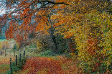 Sonbaharda Velbert ve Heiligenhaus arasındaki Rinderbachtal vadisinde yürüyüş parkurunda.