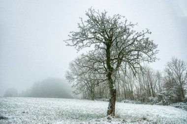 Kışın karlı bir tarlada ağaç