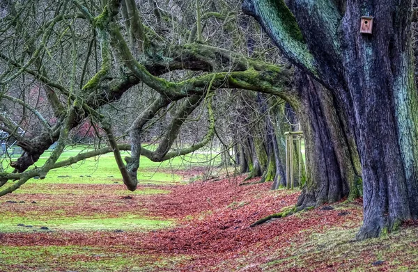 Sonbaharda Herten Bir Şato Parkında Ağaçlar — Stok fotoğraf