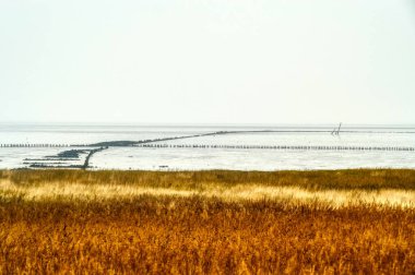 Wadden Denizi kıyısındaki bataklık Norddeich 'teki Kuzey Denizi kıyısında.
