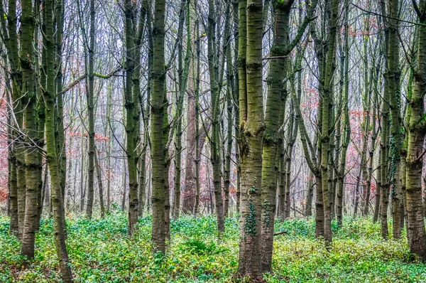 Arka Plan Görüntüsü Olarak Ormandaki Ağaçlar — Stok fotoğraf