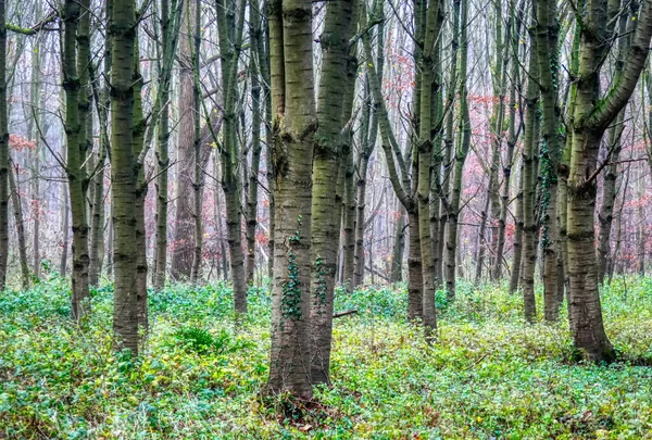 Ormandaki Ağaç Gövdeleri Arka Plan Görüntüsü Olarak Kullanılıyor — Stok fotoğraf