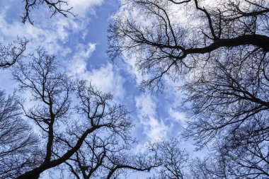 Bare trees and sky in winter