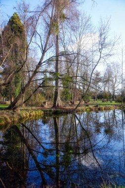 Bergheim, Paffendorf 'taki tarihi bir şato parkında göletin kenarındaki ağaçlar.