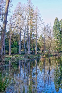 Paffendorf 'taki bir şato parkında Pond ve Sequoia ağaçları