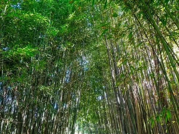 Wald Mit Bambus Als Hintergrund — Stockfoto